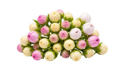 A cluster of small, unopened flower buds in shades of pink, yellow, and white, isolated on a transparent background of transparent