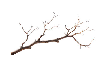 Fototapeta premium Dry Tree Branch with Small Twigs on White Background graphic design