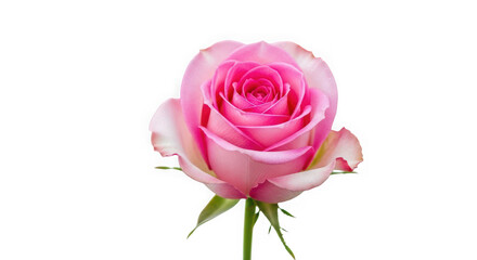 Obraz premium A single pink rose with delicate petals and green leaves, of transparent