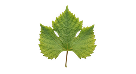 A single green grape leaf with serrated edges, isolated on a transparent background of transparent