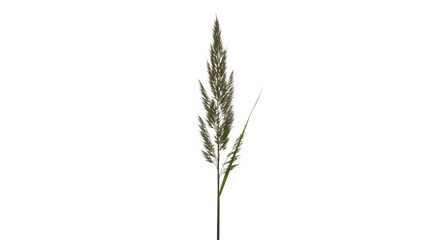 Obraz premium A single stalk of dried grass with a feathery seed head of transparent