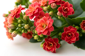 Fresh kalanchoe blossoms with rich colors and soft petal texture