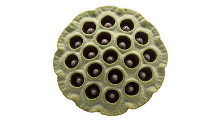 Top view of a dried lotus seed pod with many circular holes containing seeds, of transparent