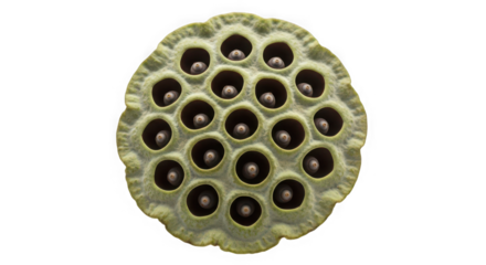 Top view of a dried lotus seed pod with many circular holes containing seeds, of transparent