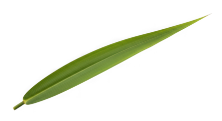 A single long green bamboo leaf with a pointed tip of transparent