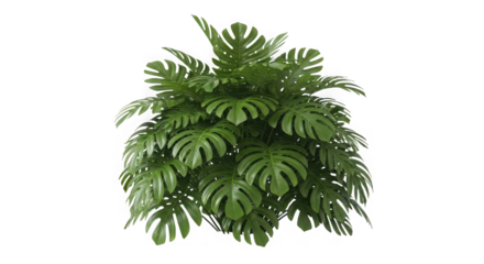 A lush green monstera plant with large fenestrated leaves of transparent