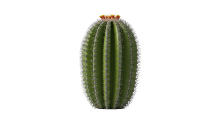 A green barrel cactus with a yellow crown, of transparent