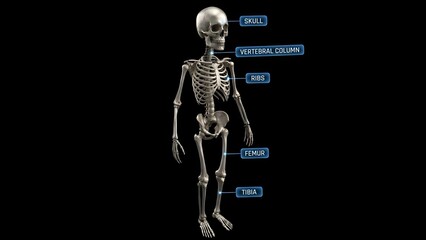 Detailed human skeleton with labeled bones on black background for medical education and anatomy studies with anatomical and health and science