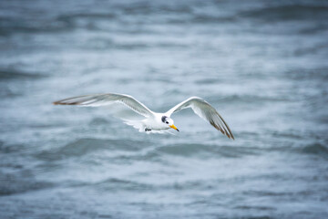 Fototapeta premium Critically Endangered Chinese Crested Tern (Thalasseus bernsteini) soaring over the ocean waves.