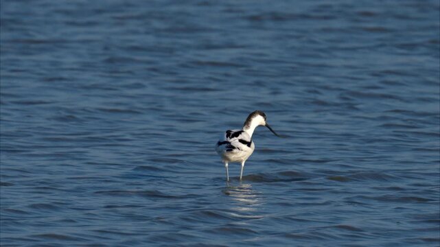A Pied Avocet walking in shallow water
