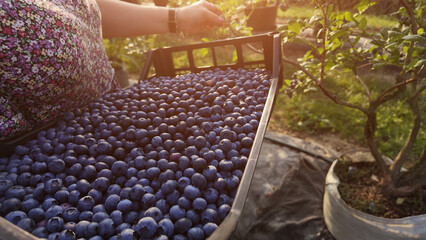 Farmer picking fresh blueberries on a farm.