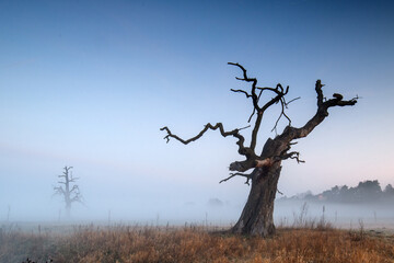 Misty morning among old trees.