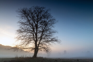 Misty morning among old trees.