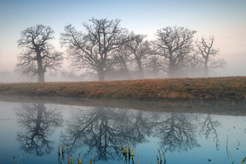 Misty morning among old trees.