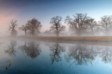 Misty morning among old trees.