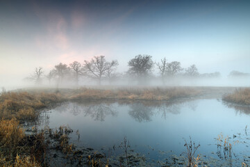 Misty morning among old trees.