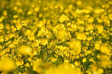 A field of buttercup flowers in summer, Sainte-Apolline, Qu&eacute;bec, Canada