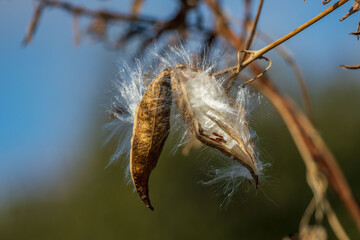 Fototapeta premium 冬の野山 ガガイモのフワフワの種子05