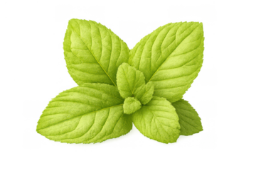 Mint plant sprig with aromatic green leaves representing freshness, flavor, and natural ingredients on a transparent background