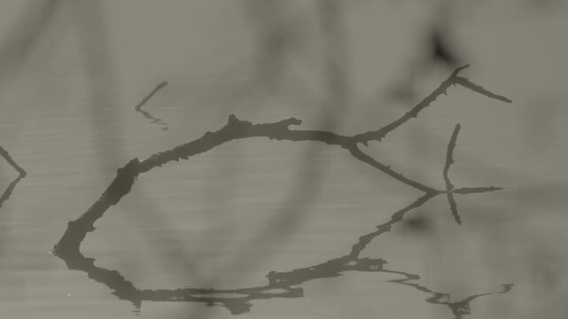 A tree branch emerging from the banks of the Adda River, serving as a perch for local wildlife.
