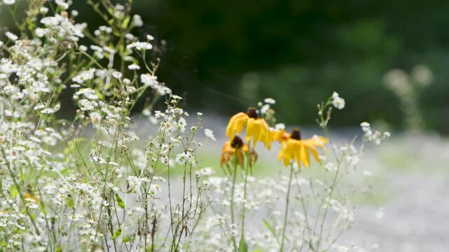 flower, nature, garden, bee, summer, yellow, plant, spring, flowers, flora, grass, orange, blossom, field, daisy, bumblebee, animal, beauty