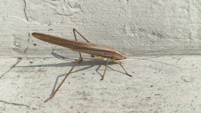 Brown tipped Conehead katydid resting on a textured white wall. It has a slender, elongated tan body, long antennae, and spindly legs, perfectly camouflaged for dry grass.

