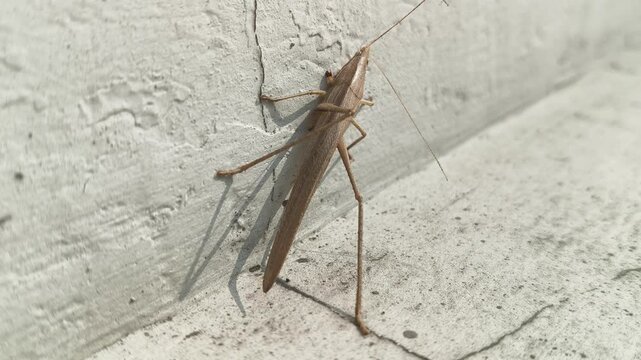 Brown tipped Conehead katydid resting on a textured white wall. It has a slender, elongated tan body, long antennae, and spindly legs, perfectly camouflaged for dry grass.
