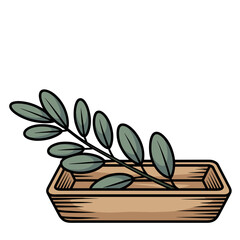 Eucalyptus branch on a wooden tray with a transparent background