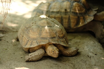 A young Aldabra tortoise on the floor of a concrete pool at the zoo. A large land tortoise