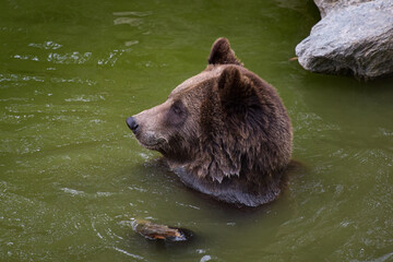 Obraz premium View on a brown bear in a park in France