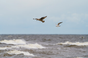 seagull flying over the sea © talavietis