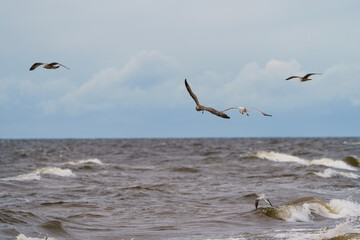 seagulls flying over the sea © talavietis