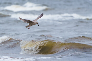 seagull in flight © talavietis