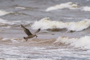 seagull on the beach