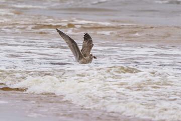 seagull on the beach © talavietis