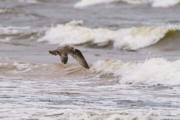 seagull on the beach during a storm © talavietis