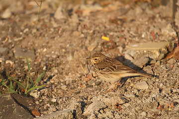 Paddy Field Pipit