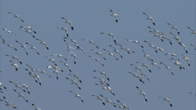 A group of Pied Avocets flying and landing