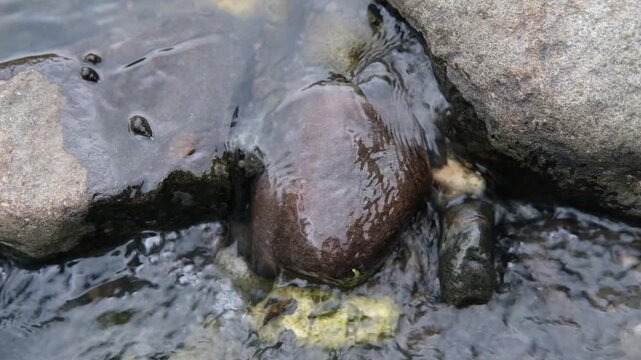 Java, Indonesia, South East Asia: Rocky Riverbed With Clear Flowing Water