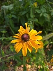 Swamp Sunflower - Helianthus angustifolius