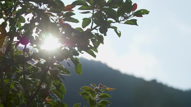 나무, 네이처, 나뭇잎, 가지, 봄, 식물, 태양, 여름, 계절, 성장, 내추럴, 들판