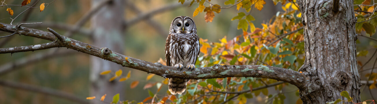 barred owl perches majestically gnarled tree branch suspended forest floor amidst vibrant foliage soft morning dappled