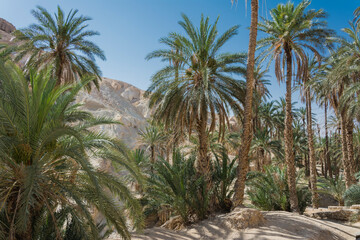 Oaza Chebika w Tunezji © witan