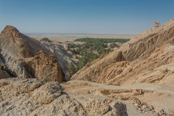 Oaza Chebika w Tunezji © witan