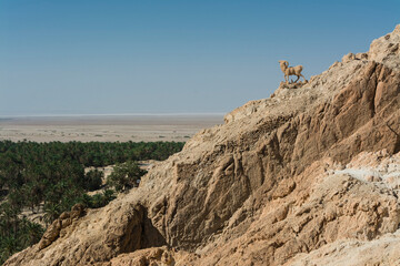 Chebika - góry Atlas w Tunezji © witan