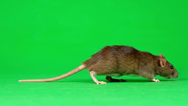 Brown Rat Foraging on Green Screen Background - Wildlife Animal
