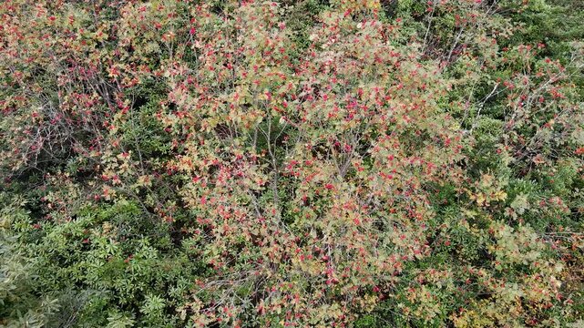 A footage of a rowan tree and its fruits in the forest.