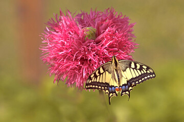 Machaon sur fleur pink fizz