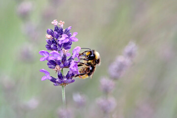 Une butineuse sur fleur de  lavande