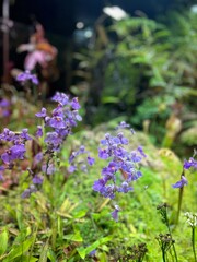 Obraz premium Purple flowers blooming in the greenhouse